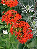 LYCHNIS CHALCEDONICA