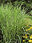 MISCANTHUS SINENSIS STRICTUS