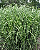 MISCANTHUS SINENSIS ZEBRINUS