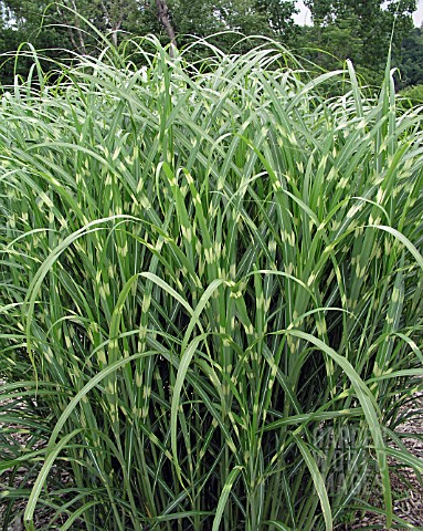 MISCANTHUS_SINENSIS_ZEBRINUS