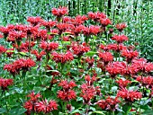 MONARDA DIDYMA CAMBRIDGE SCARLET