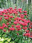 MONARDA DIDYMA CAMBRIDGE SCARLET