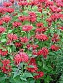 MONARDA DIDYMA CAMBRIDGE SCARLET