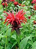 MONARDA DIDYMA CAMBRIDGE SCARLET