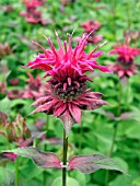 MONARDA DIDYMA MARSHALLS DELIGHT, (BERGAMOT MARSHALLS DELIGHT)