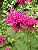 MONARDA DIDYMA MARSHALLS DELIGHT