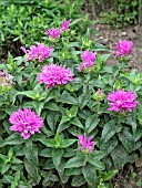 MONARDA DIDYMA PETITE  DELIGHT