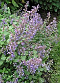 NEPETA DROPMORE BLUE