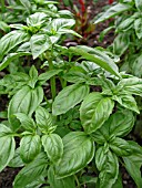 OCIMUM BASILICUM, (BASIL)