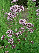 ORIGANUM VULGARE