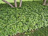 PACHYSANDRA TERMINALIS