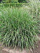 PANICUM VIRGATUM WARRIOR (AMERICAN SWITCH GRASS)