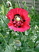 PAPAVER SOMNIFERUM (OPIUM POPPY)