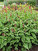 PERSICARIA AMPLEXICAULIS FIRETAIL