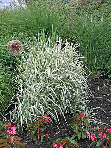 PHALARIS_ARUNDINACEA_PICTA_GARDENERS_GARTERS