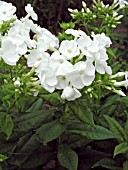 PHLOX PANICULATA DANIELLE