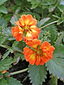 POTENTILLA ATROSANGUINEA WILLIAM ROLLISON