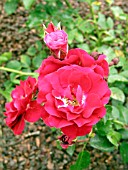 ROSA FIRE MEIDILAND