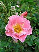 ROSA PINK ROBUSTA