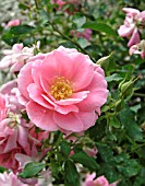 ROSA PRAIRIE PRINCESS