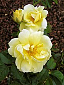 ROSA YELLOW CARPET