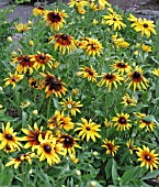 RUDBECKIA HIRTA BECKY MIX (BLACK EYED SUSAN)