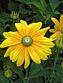 RUDBECKIA HIRTA PRAIRIE SUN(BLACK EYED SUSAN)