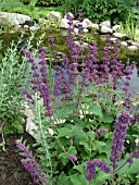 SALVIA VERTICILLATA PURPLE RAIN