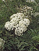 SAMBUCUS CANADENSIS ACUTILOBA