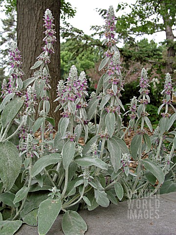 STACHYS_BYZANTINA_LAMBS_TONGUE