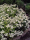 TANACETUM PARTHENIUM AUREUM (FEVERFEW)