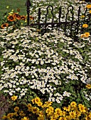 TANACETUM PARTHENIUM (FEVERFEW)