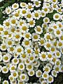 TANACETUM PARTHENIUM (FEVERFEW)