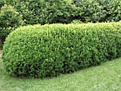 TAXUS HEDGE