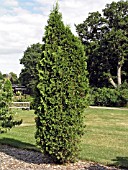 THUJA OCCIDENTALIS FASTIGIATA