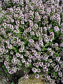 THYMUS CITRIODORUS, (LEMON THYME)