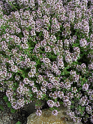 THYMUS_CITRIODORUS_LEMON_THYME