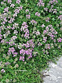 THYMUS PRAECOX PURPLE CARPET (THYME)