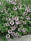 THYMUS SERPYLLUM (WILD THYME)