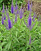 VERONICA LONGIFOLIA BLUE GIANT