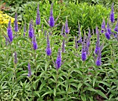 VERONICA LONGIFOLIA BLUE GIANT