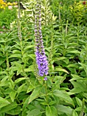 VERONICA SPICATA BLUE CHARM