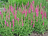 VERONICA SPICATA RED FOX