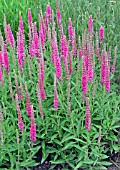 VERONICA SPICATA RED FOX, (VERONICA ROTFUCHS)