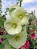 ALCEA ROSEA, (LIGHT YELLOW)