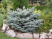 PICEA PUNGENS GLAUCA GLOBOSA (COLORADO SPRUCE)