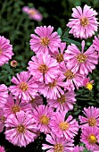 ASTER NOVI BELGII PATRICIA BALLARD,  PINK, FLOWERS, CLOSE UP