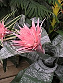 AECHMEA FASCIATA