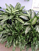 AGLAONEMA MIX