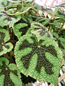 BEGONIA IRON CROSS